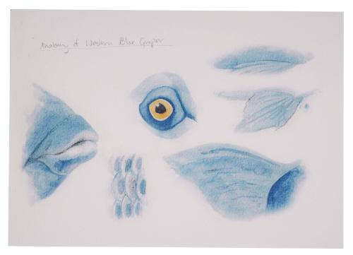 Anatomy of a Western Blue Groper by teen Abby film prop