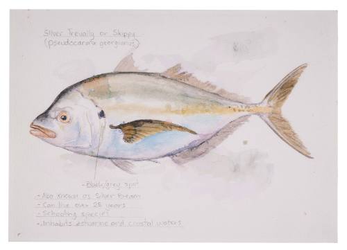 Silver trevally by teen Abby film prop