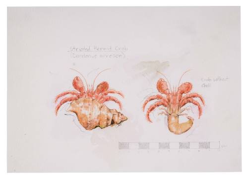 Hermit crabs by teen Abby film prop