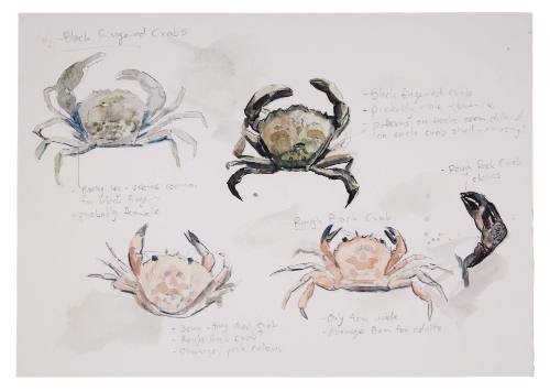 Crabs by teen Abby film prop