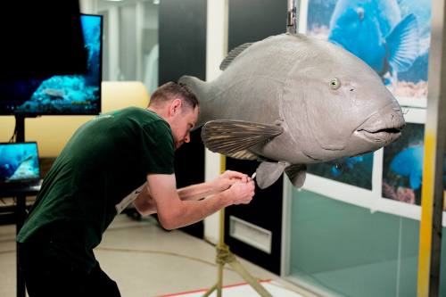 Man working on model of Blueback