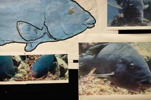 Images of Blueback pinned on wall