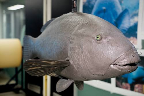 Close up of large Blueback model