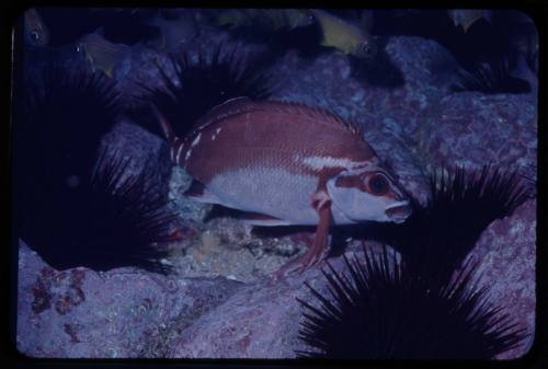 Red morwong (Cheilodactylus fuscus) with urchins