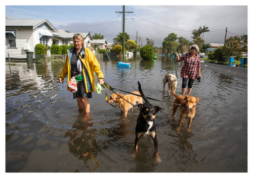 Two people and four dogs on a flooded street