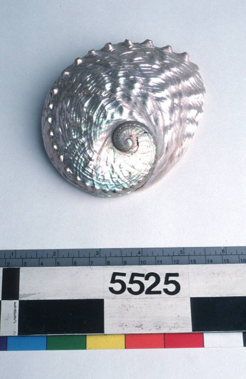 Dressed abalone shell showing the nacre