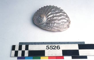 Dressed abalone shell showing the nacre