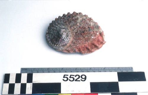 Undressed abalone shell