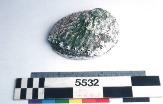 Undressed abalone shell