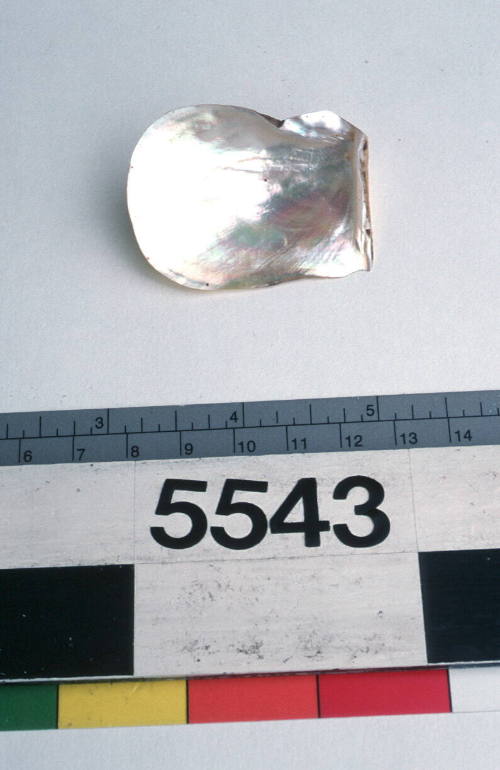 Half pearl shell