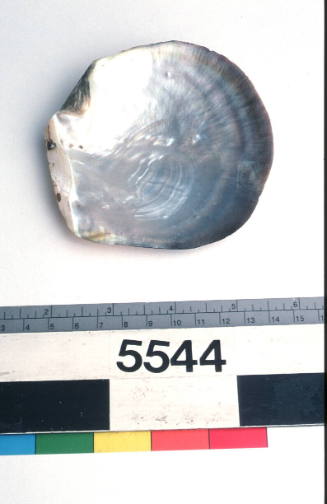 Half pearl shell