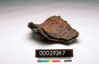 Coral concretion from HMB ENDEAVOUR showing part of the cipher of King George II