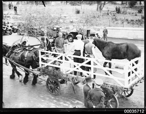 Horse drawn parade float carrying a horse and farriers on a street in Sydney