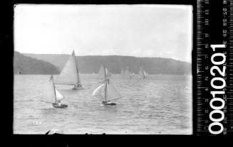 Two cadet dinghies, D1 and D7, sailing on Sydney Harbour