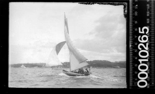 14-footer racing past Neilsen Park and Steel Point, Sydney Harbour