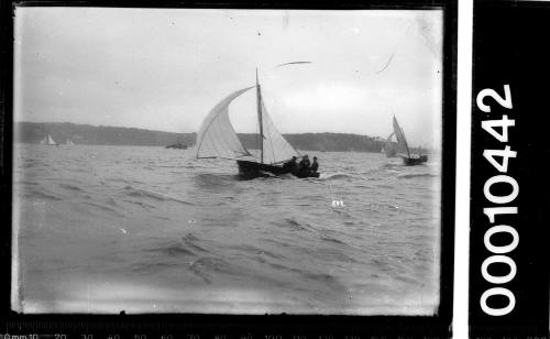 Skiffs on Sydney Harbour