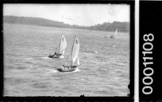 Cadet dinghys racing on Pittwater