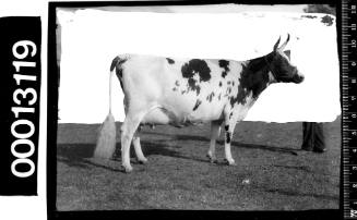 Portrait of an Ayrshire bull at the Royal Agricultural Show, Sydney