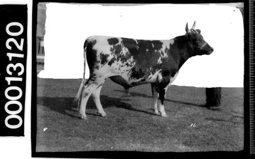 Portrait of an Ayrshire bull at the Royal Agricultural Show, Sydney