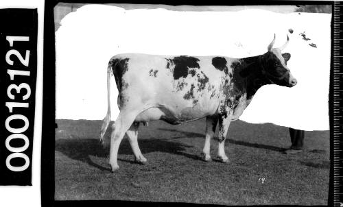 Ayrshire bull at the Royal Agricultural Show, Sydney