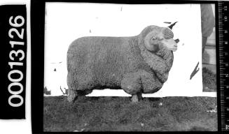 Portrait of a ram at the Royal Agricultural Show, Sydney