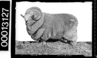 Portrait of Grand Champion ram at the Royal Agricultural Show, Sydney