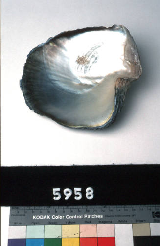 Black lipped pearl shell