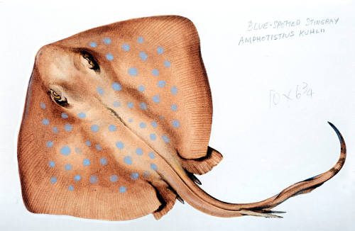 Blue-spotted stingray (Amphotistius kuhlii)