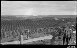 View of horse tied to a fence in foreground with vineyard in background