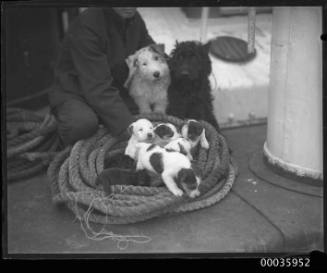 Seaman on YAHIKO MARU with ship's dog and puppies