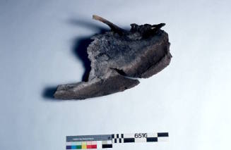 Unidentified whalebone
