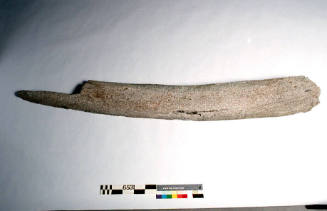 Unidentified whalebone