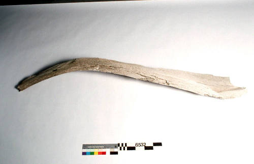 Unidentified whalebone