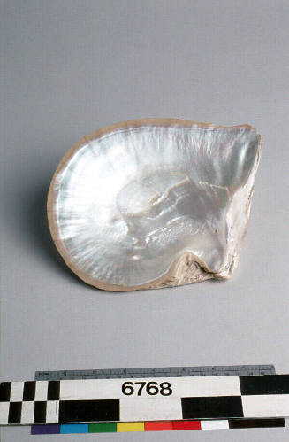 Silver lipped pearl shell (Pinctada maxima)