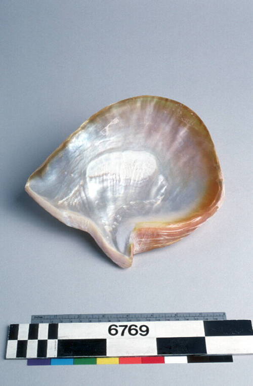 Gold lipped pearl shell (Pinctada maxima)