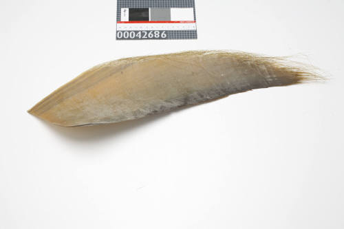 Baleen