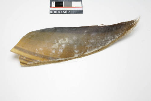 Baleen