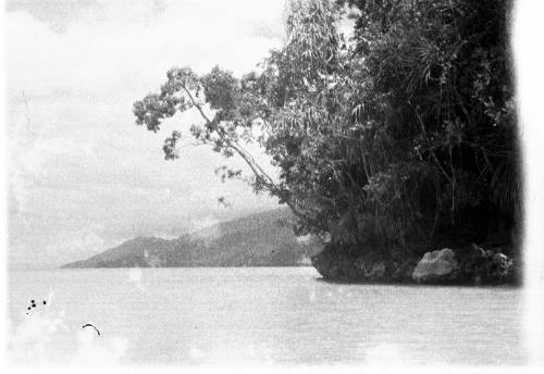 View of a heavily forested foreshore