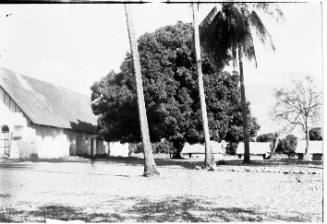 View of palm trees and a church