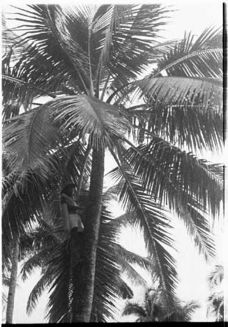 View of a man climbing a palm tree 