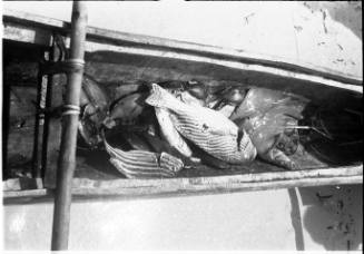 View of a catch of fish in a dugout canoe