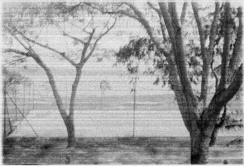 Blurred view of trees