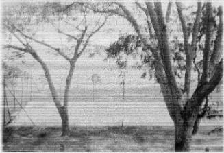 Blurred view of trees