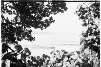 35mm negative by Oskar Speck depicting the ocean viewed through foliage