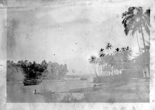 View of a river lined with palm trees