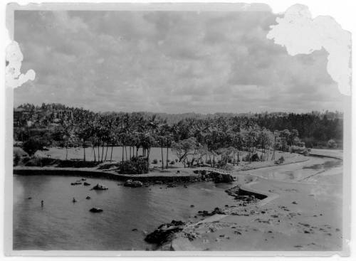 View of a palm lined river 