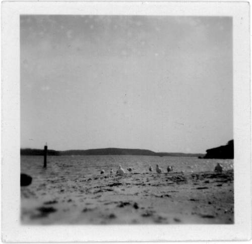 View of birds standing on a beach at low tide