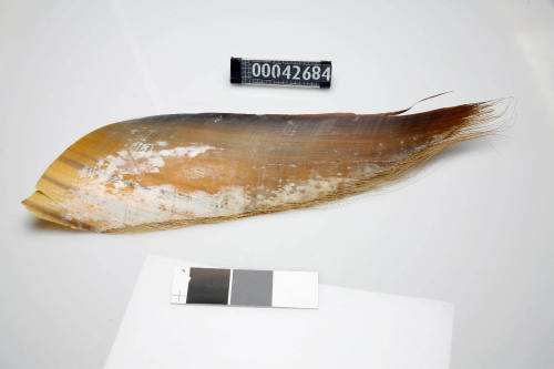 Baleen