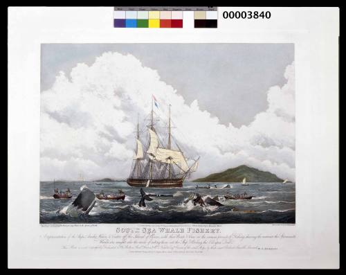 South Sea whale fishery - A representation of the ships AMELIA WILSON and CASTOR off the island of Bouro...
