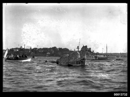 Sea serpent and boats at the Anniversary Day Regatta at Cremorne Point